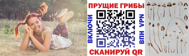 что такое наркотик  Камешково  Галлюциногенные грибы мицелий 
